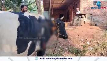Tiger Attack Wayanad