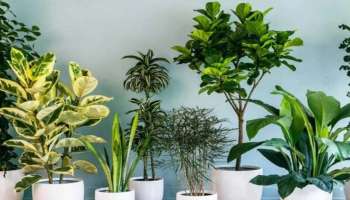 Lucky Plants: ഈ 5 ചെടികൾ വീട്ടിലുണ്ടോ? സമ്പത്തിന് ഒരു കുറവും വരില്ല!! 