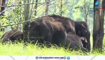 drought worsened wild animals started coming to the residential area in large numbers in Idukki