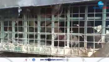 Tiger was trapped cage that came to Mullankolli settlement