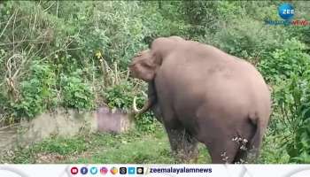 Four lives have been lost in elephant attack in Idukki Within two months