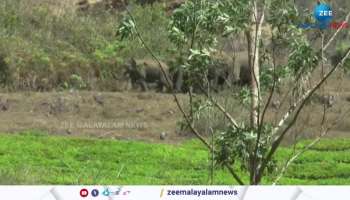 A group of wild Elephants spotted in a residential area of ​​Idukki