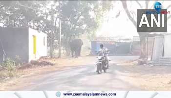 Wild Elephant in Karnataka