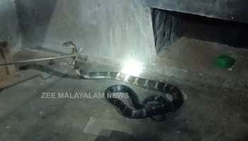 King cobra in Kothamangalam: അടുക്കളയിൽ നിന്ന് ചീറ്റുന്ന ശബ്ദം; എത്തിനോക്കിയ വീട്ടമ്മ കണ്ടത് ഞെട്ടിക്കുന്ന കാഴ്ച