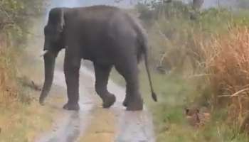 Wild Elephant Attack: കാട്ടാനയുടെ ആക്രമണത്തിൽ സ്ത്രീ മരിച്ചു; മൃതദേഹവുമായി പ്രതിഷേധ മാർച്ച്, പോലീസുമായി തർക്കം
