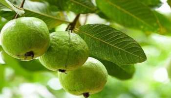 Guava Leaves: പേരയില നിസാരക്കാരനല്ല; രക്തത്തിലെ പഞ്ചസാര നിയന്ത്രിക്കും, ഇങ്ങനെ ഉപയോ​ഗിക്കാം
