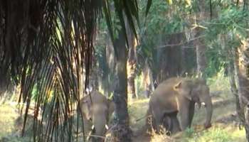 Wild elephant attack: അതിരപ്പിള്ളിയില്‍ വീണ്ടും കാട്ടാനകളിറങ്ങി; ഉന്നതതലയോഗം വിളിച്ച് വനം മന്ത്രി