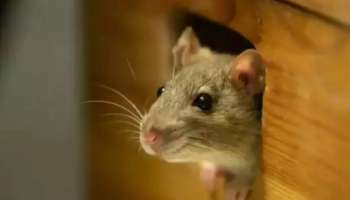 Auspicious Or Inauspicious Sign of Rat: വീട്ടിൽ എലികളെ കാണുന്നത് ശുഭമോ? അറിയാം...