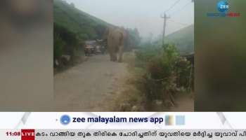 Munnar Wild Elephant seen again 