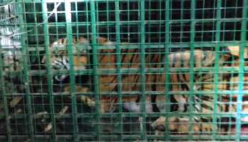 Tiger caught: മീനങ്ങാടിയെ വിറപ്പിച്ച കടുവ കൂട്ടിലായി