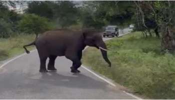 Wild Elephant attack: മൂന്നാറിലെ ജനവാസ മേഖലയെ വിറപ്പിച്ച് &#039;കട്ടക്കൊമ്പന്‍&#039;; നേര്യമം​ഗലത്ത് ഭീതി പരത്തി &#039;ഒറ്റക്കമ്പൻ&#039;