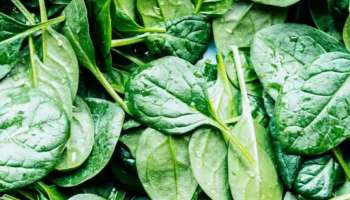 Spinach Benefits: ചീര ദിവസവും കഴിക്കൂ..! മുടിയ്ക്കും ചർമ്മത്തിനും ബെസ്റ്റ്