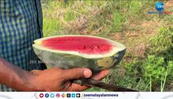 Watermelon farming in Valanchery Kerala