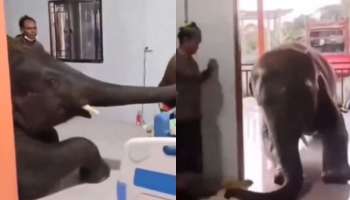 Viral Video: പാപ്പാനെ കാണാൻ ആശുപത്രിക്കുള്ളിലെത്തിയ ആനക്കുട്ടി, കണ്ണ് നനയിക്കുന്ന വീഡിയോ