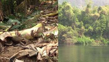 Wild Elephant Attack: കോതമംഗലത്ത് വീണ്ടും കാട്ടാനയുടെ ആക്രമണം; കൃഷി നശിപ്പിച്ചു