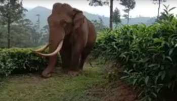 Wild Elephant Attack: മൂന്നാറിലെ ജനവാസ മേഖലയില്‍ തമ്പടിച്ചിട്ടുള്ള &#039;പടയപ്പ&#039;യെ ഉള്‍വനത്തിലേക്ക് തുരത്തും; ഡ്രോണ്‍ ഉപയോഗിച്ച് പടയപ്പയെ നിരീക്ഷിക്കും