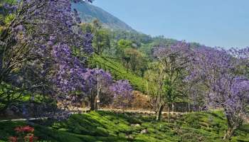 Jacaranda: തേയിലക്കാടുകൾക്കിടയിൽ നീല വസന്തം വിരിയിച്ച് ജക്രാന്ത മരങ്ങൾ പൂത്തു