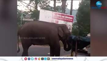 Wild Elephant Padayappa Video