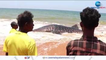 Whale Shark In Trivandrum