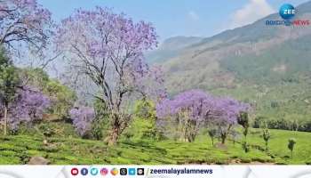 Munnar Beauty Gulmohar Trees Blossoms In Idukki Tourist Region