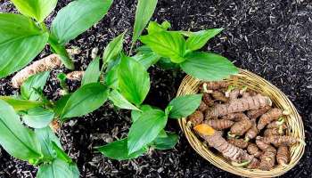 Turmeric Plant and Prosperity: വീട്ടിൽ മഞ്ഞൾ ചെടി നടുന്നത് ഐശ്വര്യം, ആരോഗ്യത്തിനും ഉത്തമം 