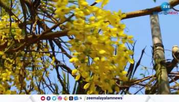 Vishu Kani Golden Shower plant 