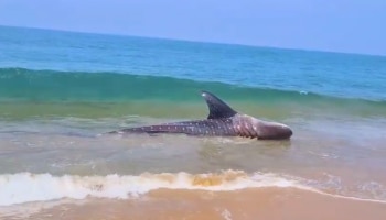 Velludumban shark in Thiruvanathapuram: കടൽ നൽകുന്ന ആ ഞെട്ടിക്കുന്ന സൂചനയോ...? തിരുവനന്തപുരത്ത് വെള്ളുടുമ്പൻ സ്രാവുകൾ തീരത്തടിയുന്നു