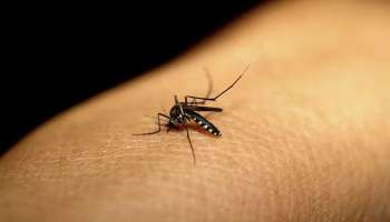 Dengue fever Alert: ഇടവിട്ട് മഴ,  ഈഡിസ് പെരുകാന്‍ സാധ്യത; ഡെങ്കിപ്പനിയെ സൂക്ഷിക്കണം