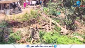 Illegal tree felling on land allotted to tribals in Wayanad