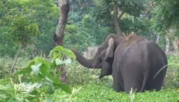 Elephant Attack: വയനാട് മേപ്പാടിയിൽ കാട്ടാനയുടെ ആക്രമണത്തിൽ ആദിവാസി സ്ത്രീ കൊല്ലപ്പെട്ടു