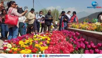 Srinagar tulip garden asias biggest tulip garden opened