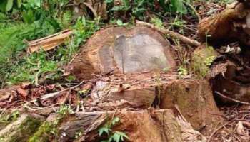 Tree Felling Case: വയനാട്ടിലെ അനധികൃത മരംമുറി; രണ്ട് വനംവകുപ്പ് ഉദ്യോഗസ്ഥർക്കെതിരെ നടപടി