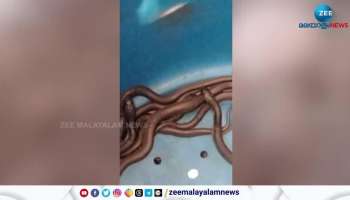 Snake rescue team found cobra and 47 babies in kottayam