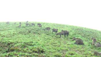 Eravikulam National Park: ഇത് വരയാടുകളുടെ ഏരിയ; രണ്ട് മാസത്തെ ഇടവേളയ്ക്ക് ശേഷം ഇരവികുളം ദേശീയോദ്യാനം തുറന്നു
