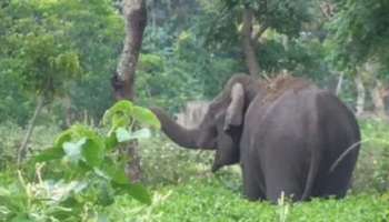 Wild Elephant Attack: ബിജുവിനെ കൊന്ന ഒറ്റയാനെ വെടിവച്ചു കൊല്ലാന്‍ ശുപാര്‍ശ; കുടുംബത്തിന് 10 ലക്ഷം ധനസഹായം ഇന്ന് നൽകും