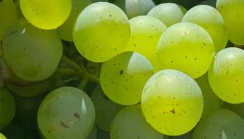 Green grapes: ക്യാൻസറിനെ പോലും തടയും; പച്ച മുന്തിരിയിലുണ്ട് അത്ഭുത ഗുണങ്ങൾ!