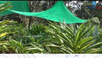 Idukki cardamom plantations updates