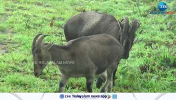 Eravikulam National Park Opens For Tourist After Two Months