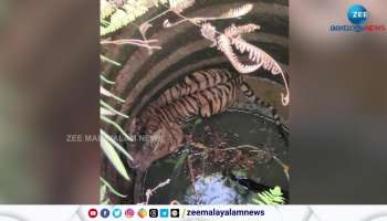 big tiger trapped in a well at wayanad