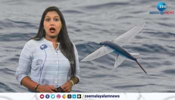 Do You Know This Fish Flies 650ft height 