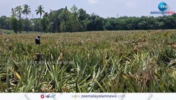 About seven wild elephants came down in Kothamangalam and destroyed the pineapple crop worth lakhs