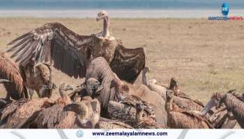 Eagles facing extinction all over the world, know details here