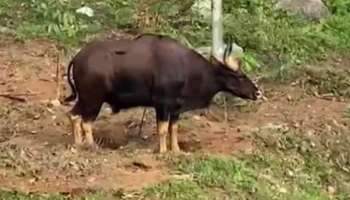 Wild Animal Attack: വാല്‍പ്പാറയില്‍ കാട്ടുപോത്തിൻറെ ആക്രമണം; തോട്ടം തൊഴിലാളിക്ക് ദാരുണാന്ത്യം