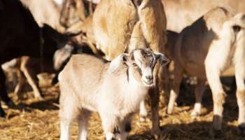 Free Goats: മട്ടൺ കറി അടിച്ചാലും പ്രശ്നമില്ല; ഇവിടെ അലഞ്ഞ് തിരിഞ്ഞു നടക്കുന്ന ആടുകളെ ആർക്ക് വേണമെങ്കിലും സൗജന്യമായി പിടിച്ചുകൊണ്ട് പോകാം