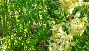 Drum Stick Flower Soup Recipe: മുടി കാട് പോലെ വളരും; മുരിങ്ങാപ്പൂ സൂപ്പ് ഈ രീതിയിൽ തയ്യാറാക്കൂ