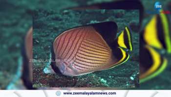 How butterfly fish become state animal of lakshadweep islands here is the reason