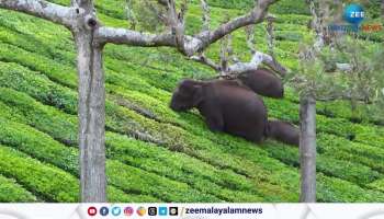 A system to warn people immediately if an elephant comes down in Chinnakanal