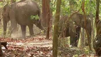 Wild Elephant: പാലക്കാട് ട്രാക്ക് മുറിച്ചു കടക്കുന്നതിനിടെ അപകടം; പരിക്കേറ്റ ആനയുടെ നില ഗുരുതരം 