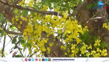Vishu 2024 Keralites celebrated Vishu