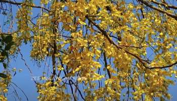 Golden shower tree: വിഷുക്കണിയിലെ സ്വർണവർണമുള്ള കണിക്കൊന്നയ്ക്ക് ഔഷധ​ഗുണങ്ങളും ഏറെ; വിശദമായി അറിയാം